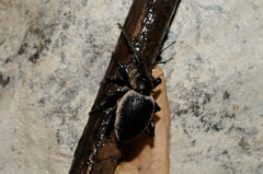 Otiorhynchus vehemens