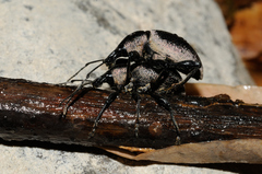 Otiorhynchus vehemens