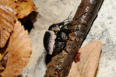 Otiorhynchus vehemens