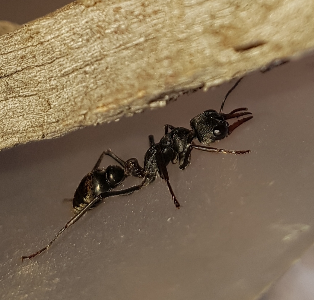 Myrmecia dispar