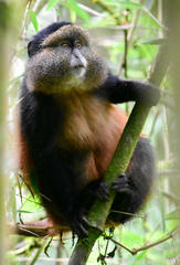 Cercopithecus mitis kandti