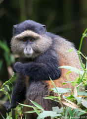 Cercopithecus mitis kandti