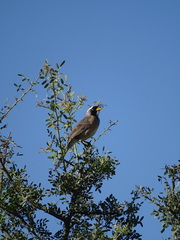 Saltatricula multicolor