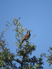 Saltatricula multicolor