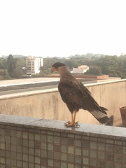 Caracara plancus