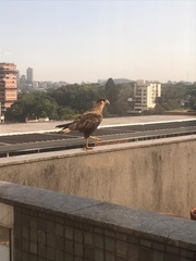 Caracara plancus
