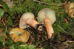 Lactarius aestivus