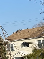 Columba livia domestica