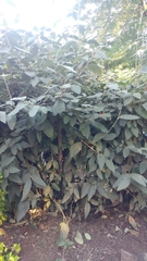 Viburnum rhytidophyllum