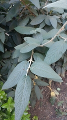 Viburnum rhytidophyllum