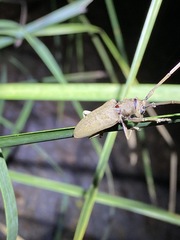 Acalolepta