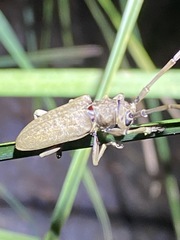 Acalolepta