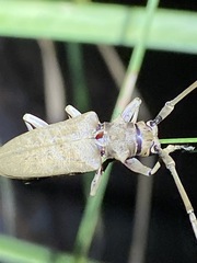 Acalolepta