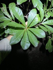 Planchonella pohlmaniana