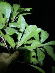 Planchonella pohlmaniana