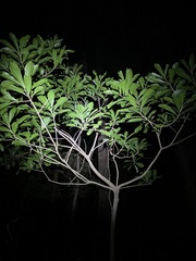 Planchonella pohlmaniana