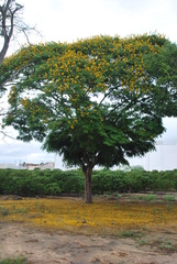 Cenostigma pluviosum peltophoroides