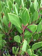 Arctostaphylos densiflora