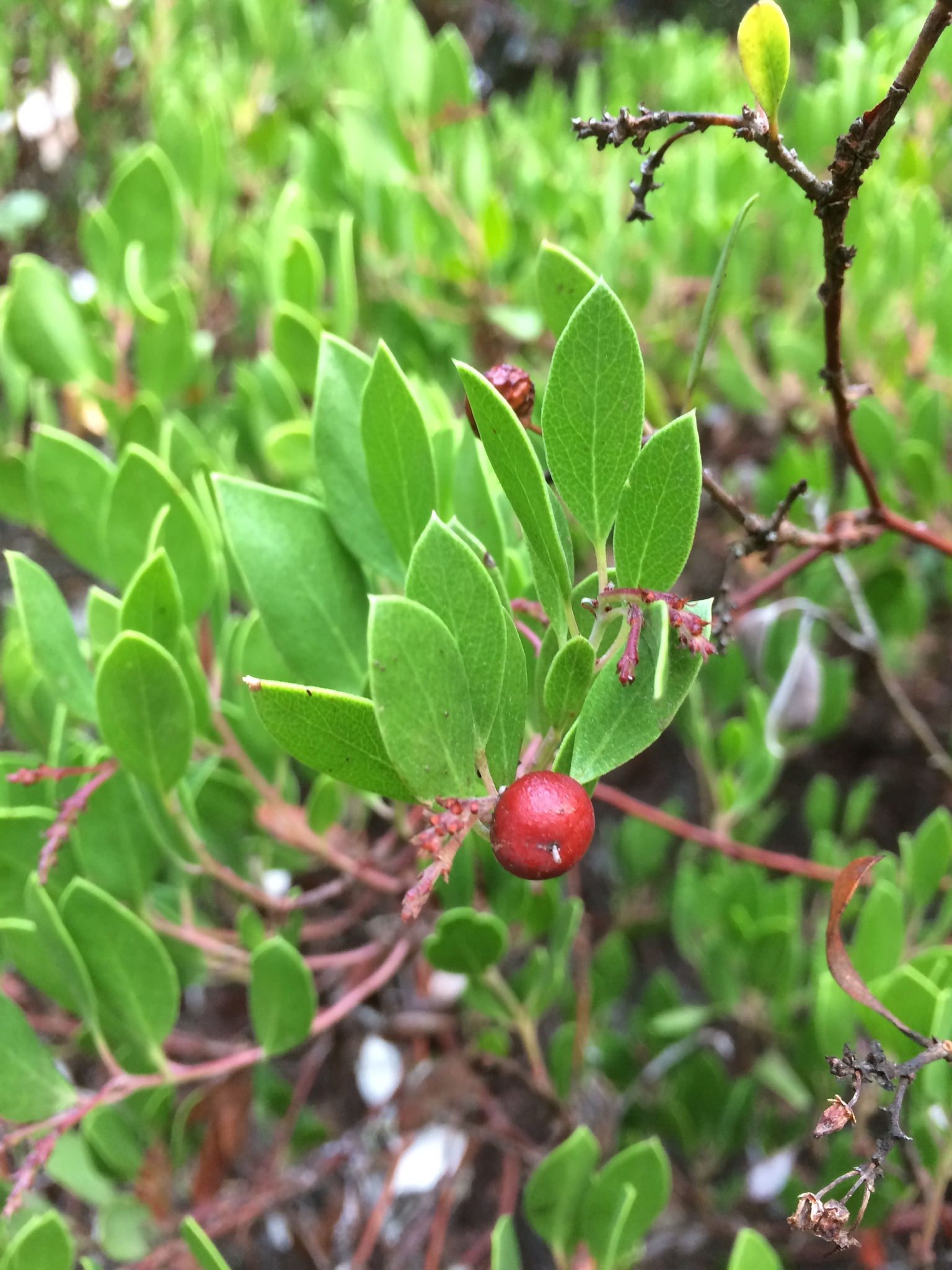 Arctostaphylos densiflora