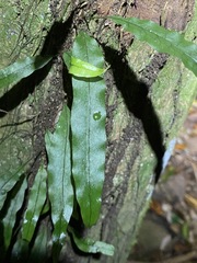 Microsorum scandens