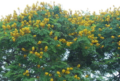 Cenostigma pluviosum peltophoroides