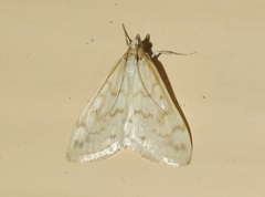 Hahncappsia pergilvalis