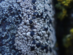 Rhizocarpon geminatum