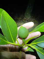 Ficus watkinsiana