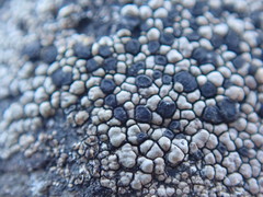 Rhizocarpon geminatum