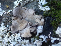 Dermatocarpon reticulatum