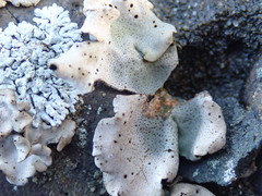 Dermatocarpon reticulatum