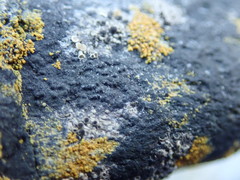 Hydropunctaria maura