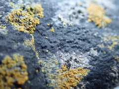 Hydropunctaria maura