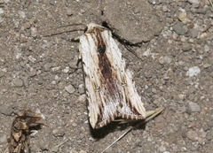 Hypotrix diplogramma