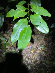 Cryptocarya erythroxylon