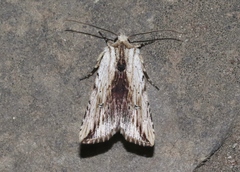 Hypotrix diplogramma