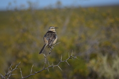 Mimus patagonicus