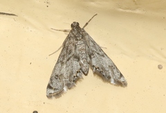 Petrophila schaefferalis