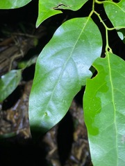 Cryptocarya erythroxylon