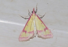 Choristostigma roseopennalis