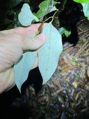 Cryptocarya erythroxylon