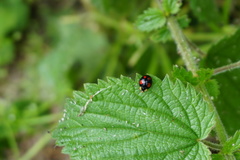 Harmonia axyridis