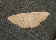 Cyclophora dataria