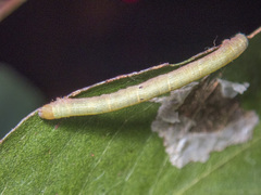 Didymoctenia exsuperata