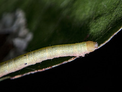 Didymoctenia exsuperata