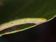 Didymoctenia exsuperata