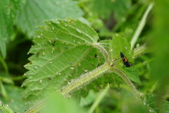Harmonia axyridis