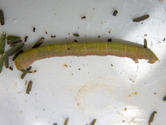 Didymoctenia exsuperata