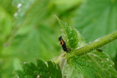 Harmonia axyridis