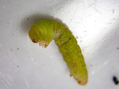 Didymoctenia exsuperata